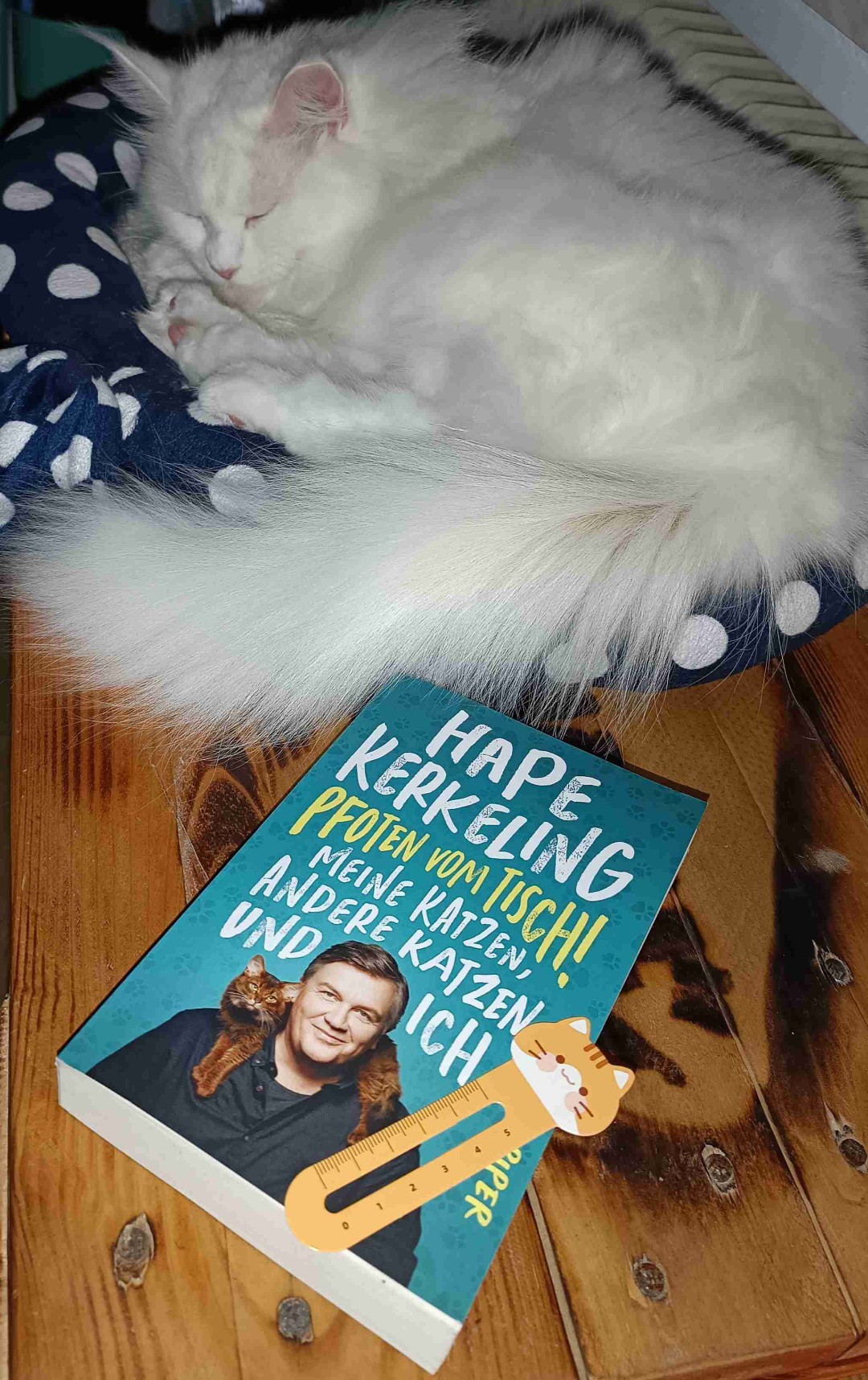 Pfoten vom Tisch!
Meine Katzen, andere Katzen und ich