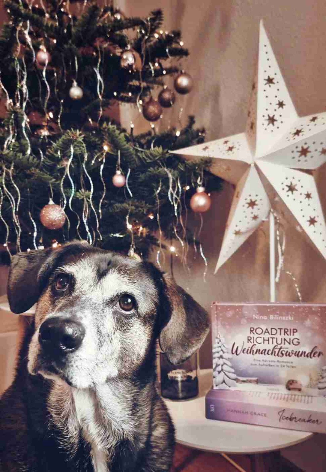 Ein Buch als Adventskalender
- sehr süße Idee, eine nette kleine Geschichte, perfekt für diese Zeit, tolle Illustrationen, ein paar Rezepte.
Alles in allem ein toller Adventskalender, definitiv mal was anderes und ich hoffe es gibt nächstes Jahr wieder einen 🥰