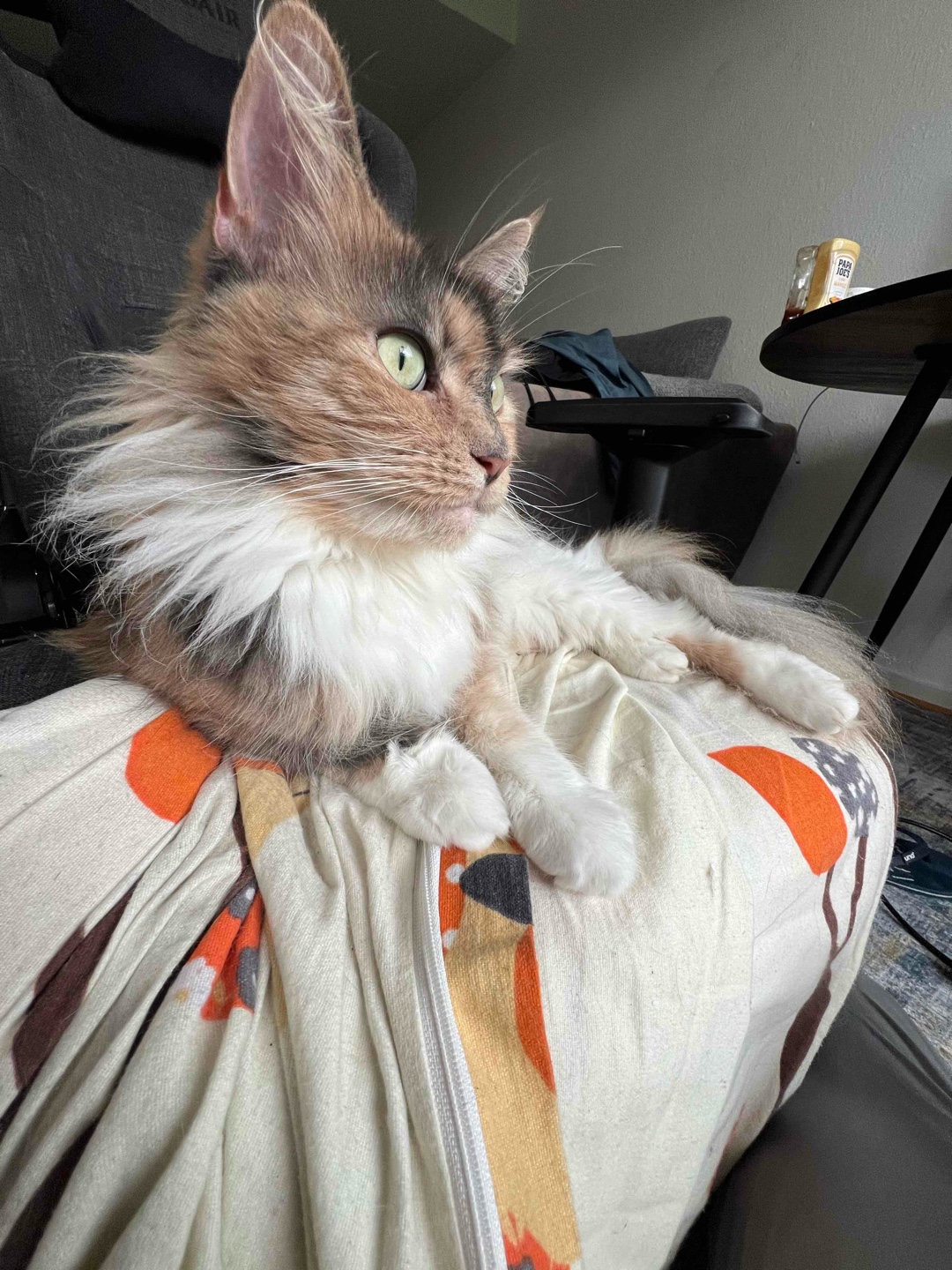 „Schönes Buch, aufjedenfall Lesenswert“. Dachte sich der noch Junge mann, welcher in dem Spiegel von Circe zu sehen war während seine Katze sich permanent an das Buch von Anna lehnte .