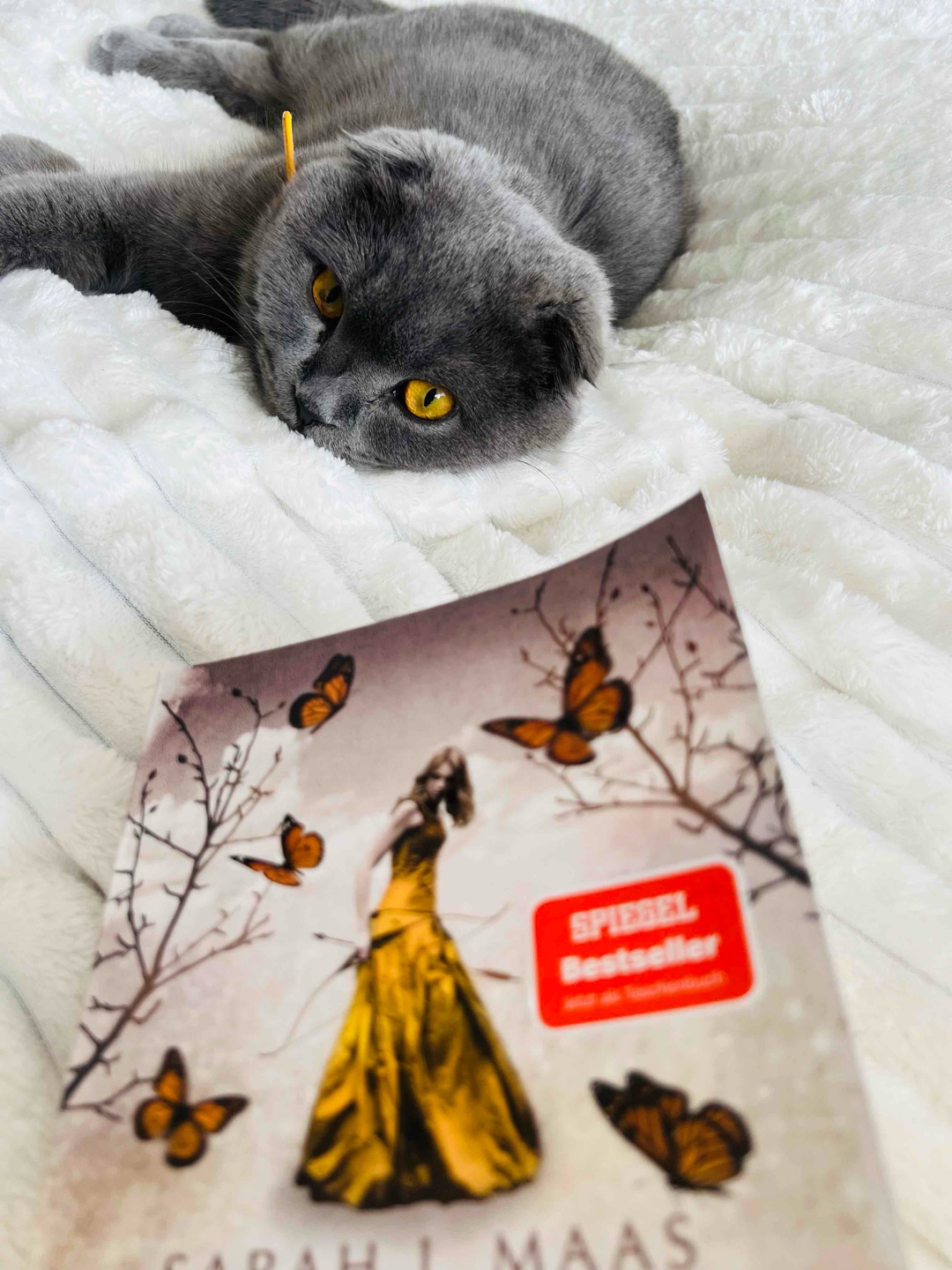 🖤✨💫 Ich will jetzt sofort zum Hof der Nacht…nach Velaris…