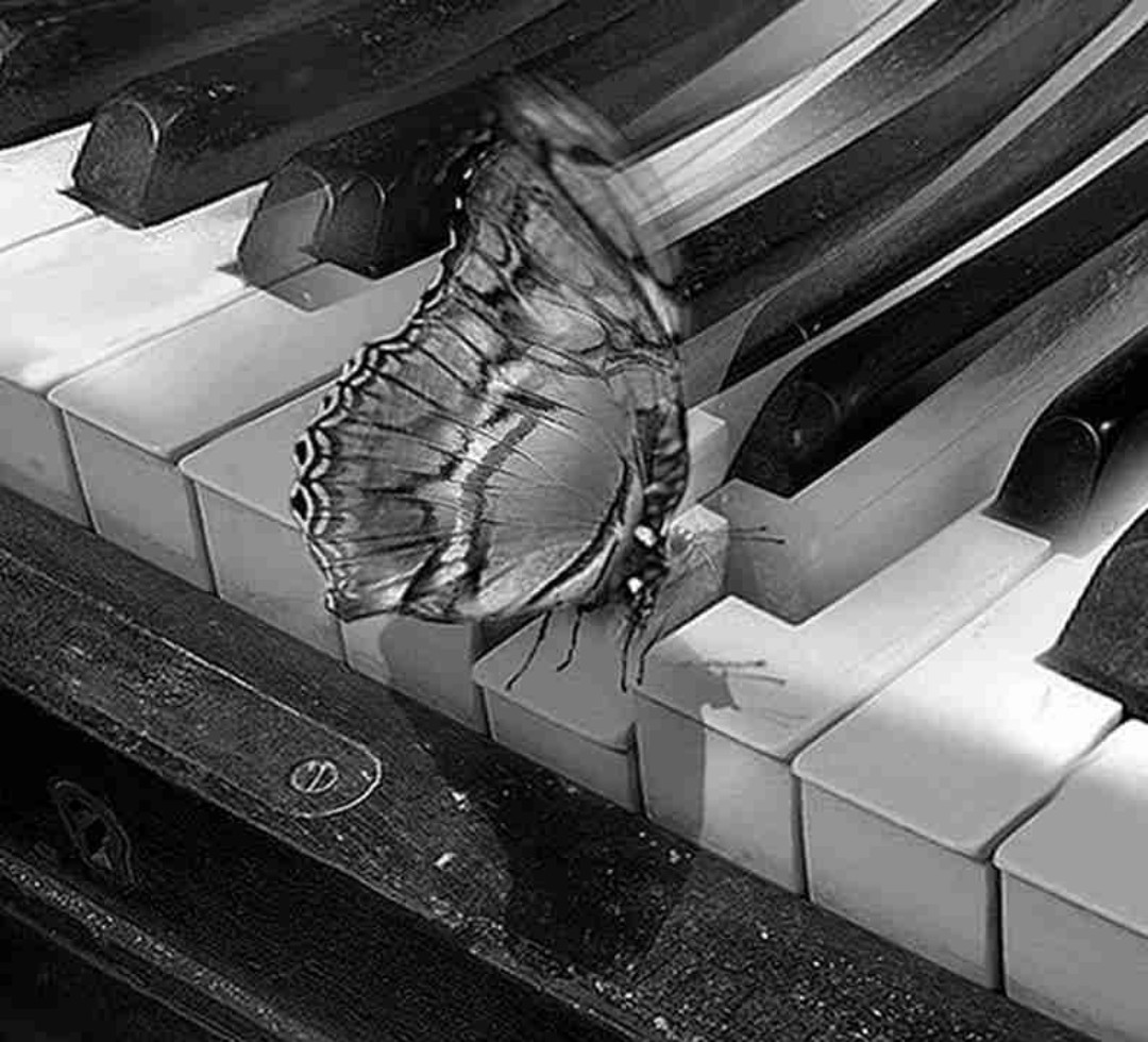 Schlechter Ruf-schönes Buch
🦋🎹🌃✨️🌃🎹🦋✨️