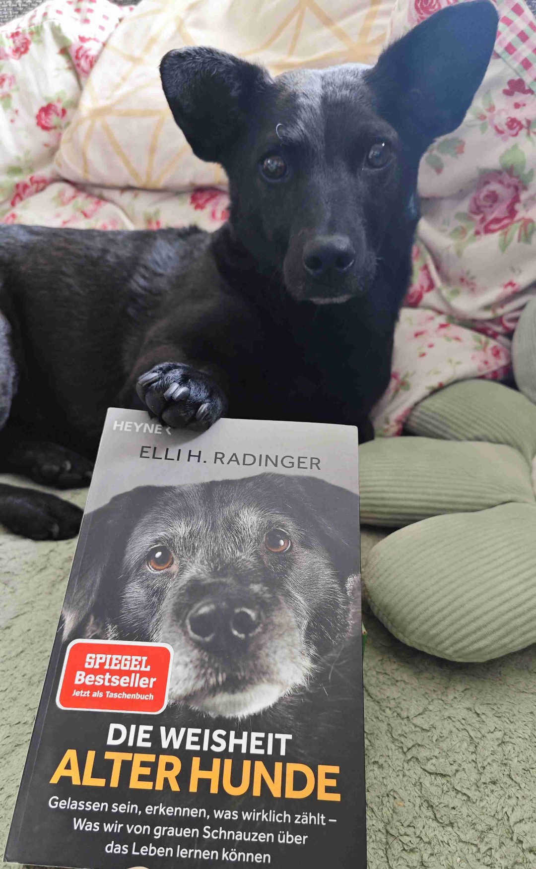 "Gott, lass mich der Mensch werden,
für den mein Hund mich hält." 🙏