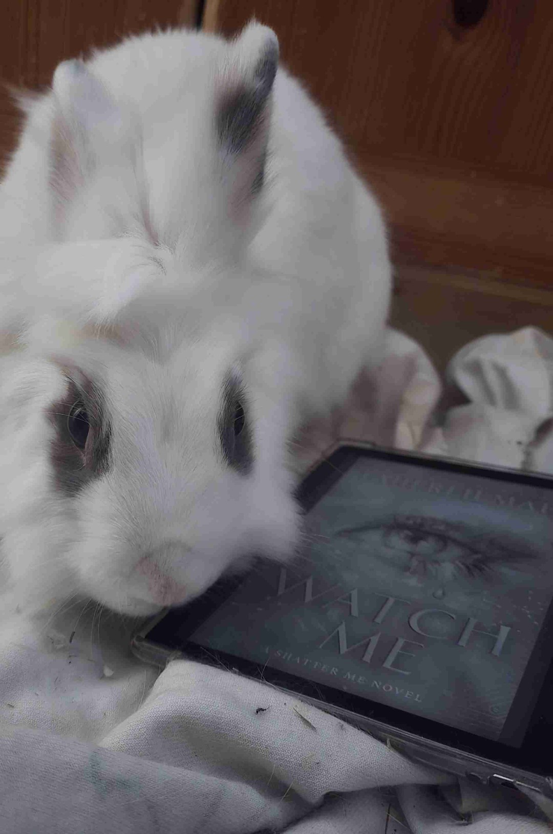 As expected, great (ft my bunny was currious too)