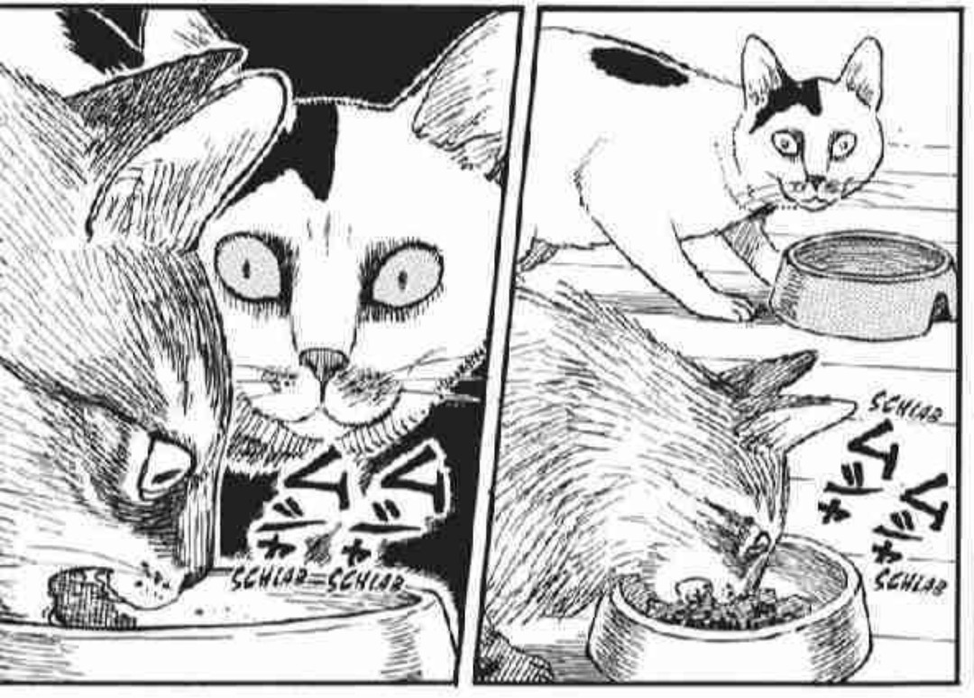Wo bin ich hier nur gelandet?
Miau!