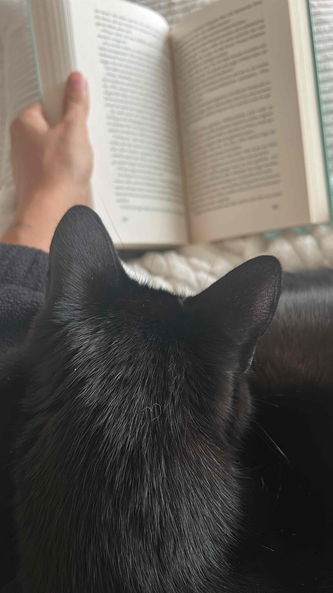 Das Buch hat mein Herz zerrissen