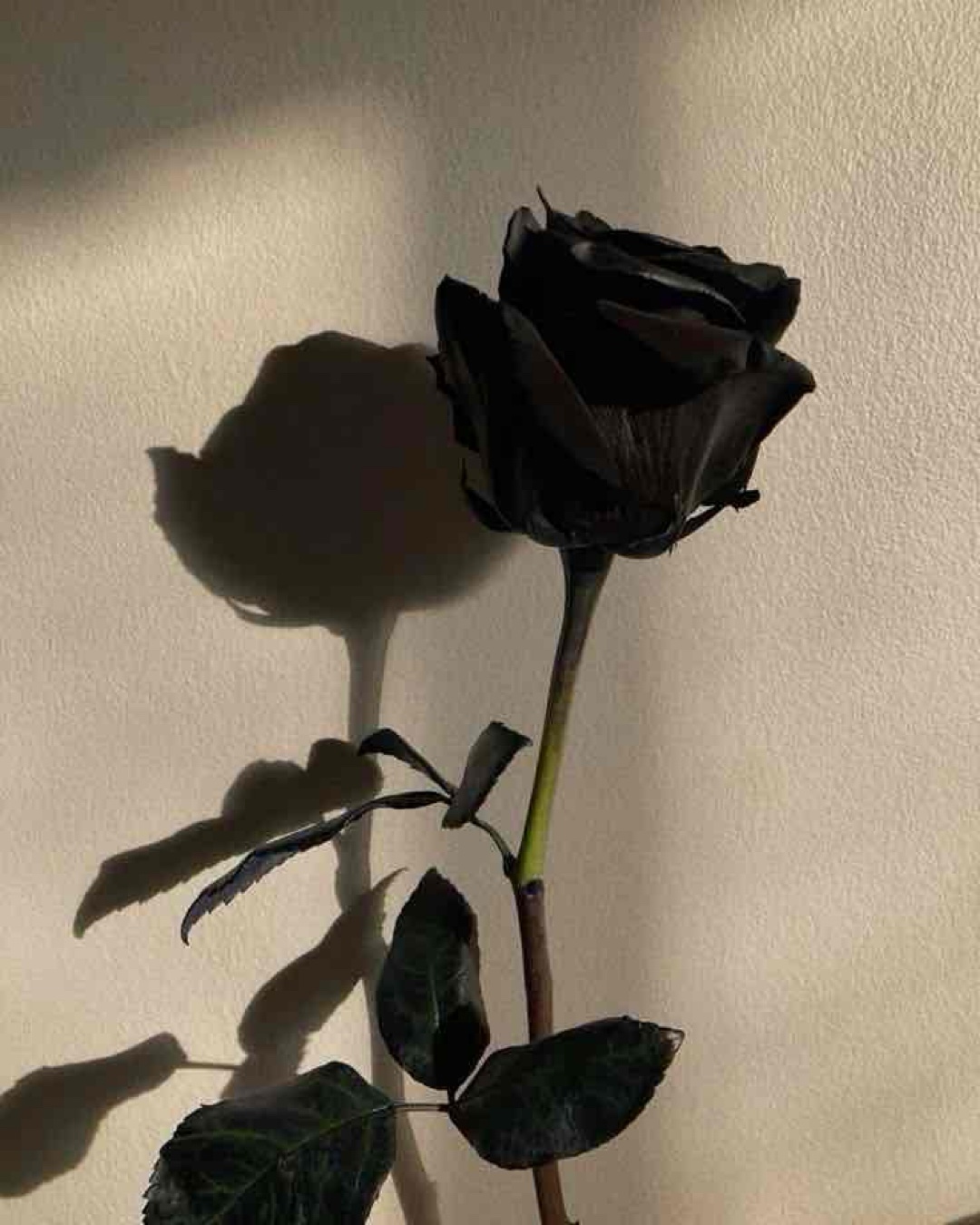 Richtig starkes Ende für die Reihe! Düster, emotional und super fesselnd. Wenn du Dark Romance magst, unbedingt lesen!