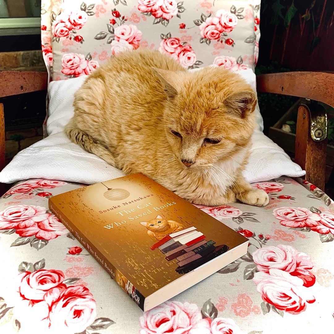 Die Katze, die von Büchern träumt