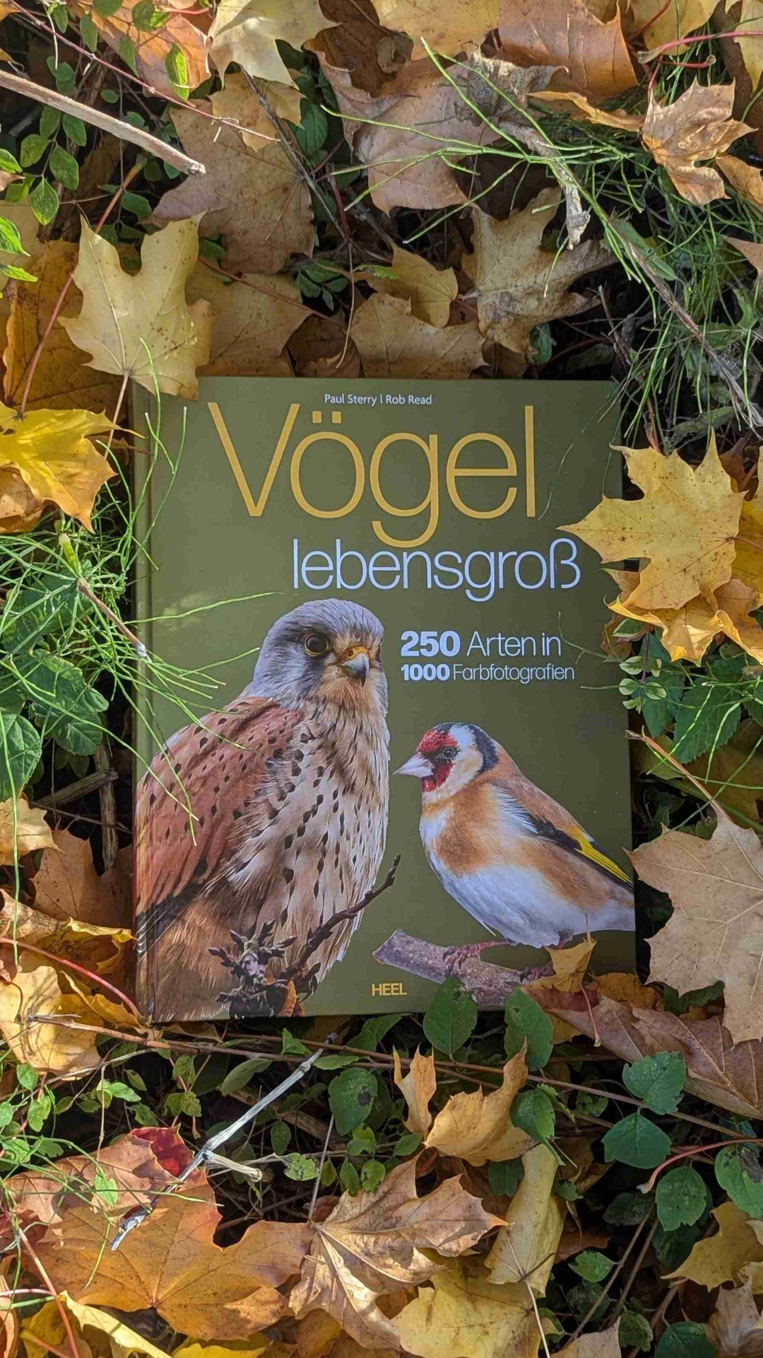 Wenn Seiten zu Flügeln werden