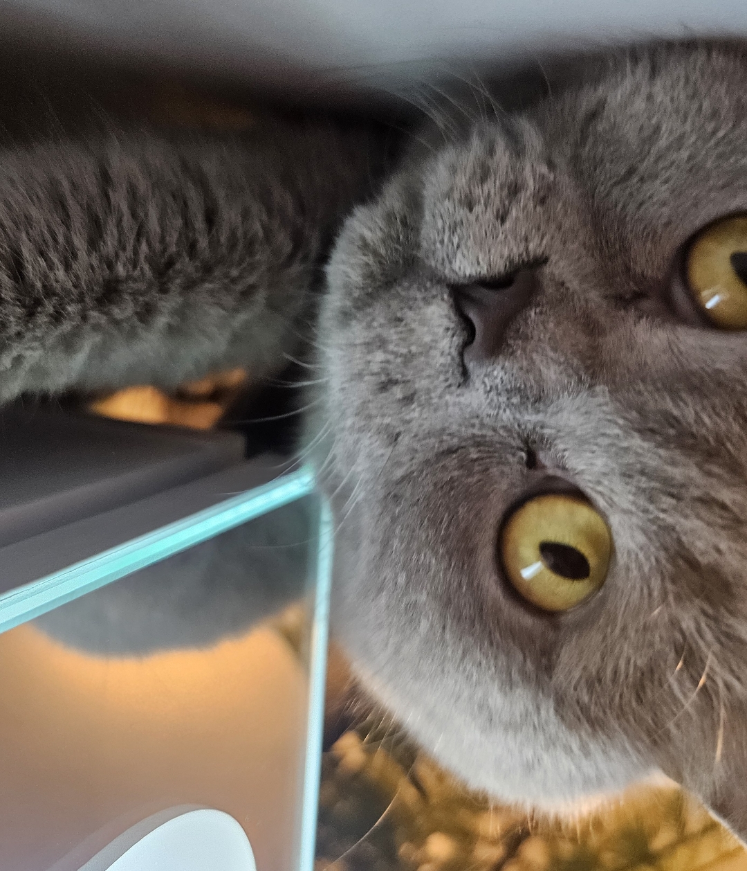 Must-Read für alle Katzen-Eltern 😸