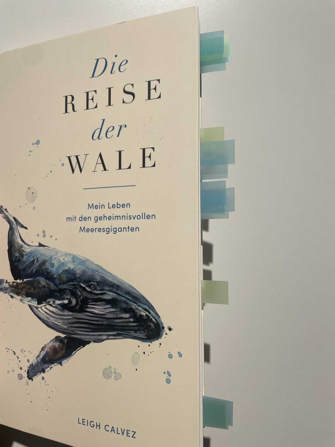 Ein ehrlicher Einblick in das Leben der Wale. 🌊🐋