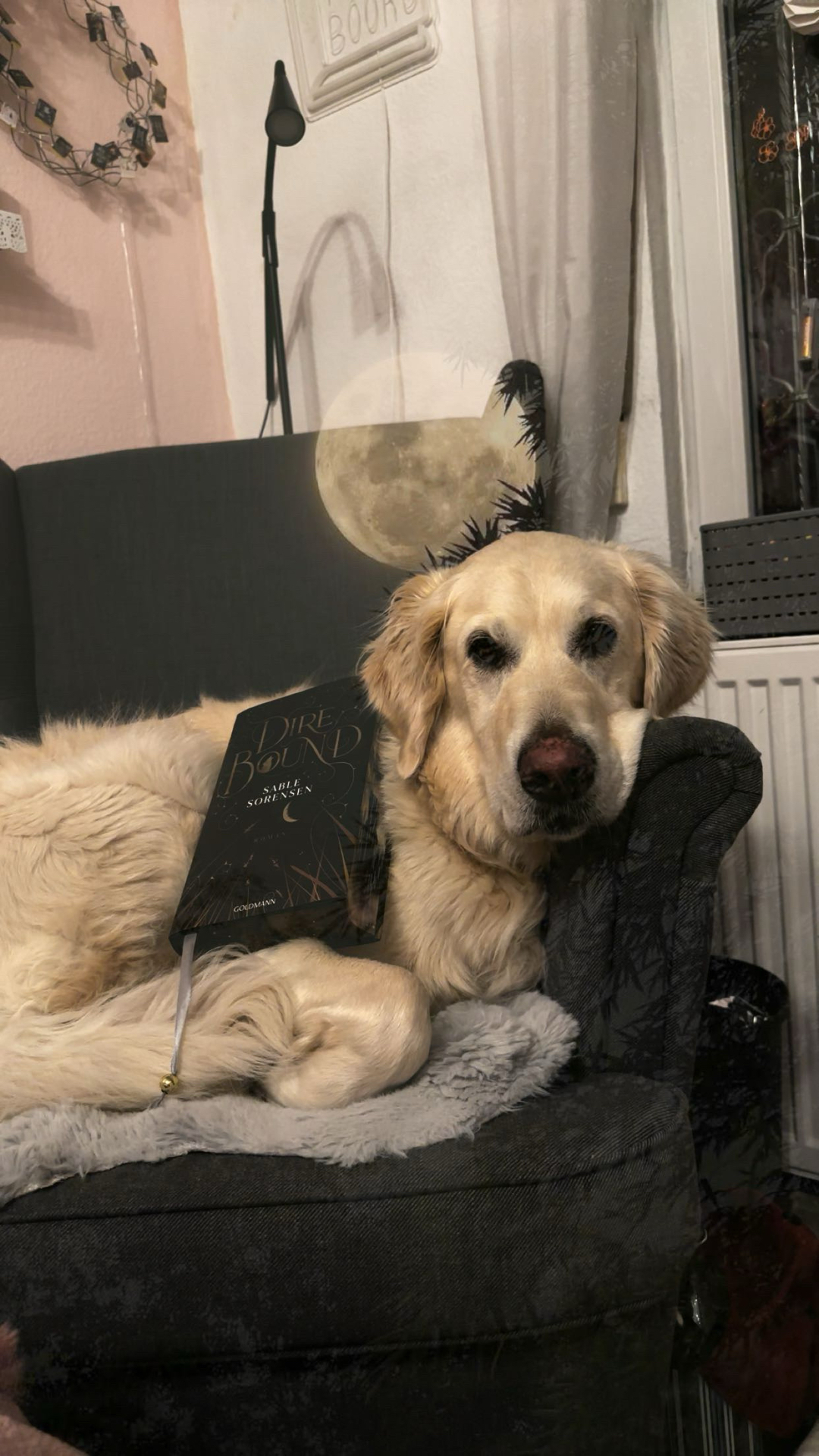 Bist du bereit deinen Platz im Rudel zu finden 🐺