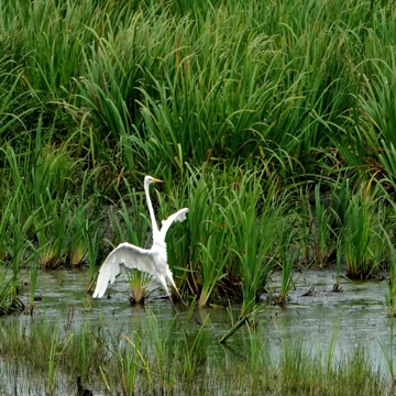 birdwatcher's profile