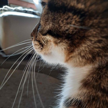 naalah's profile