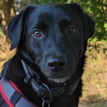 darkivy's profile