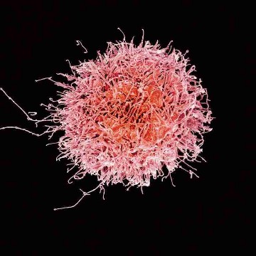 nkcell's profile