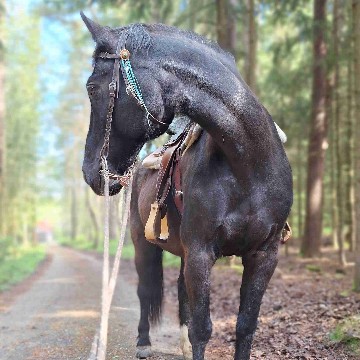 bibi88's profile
