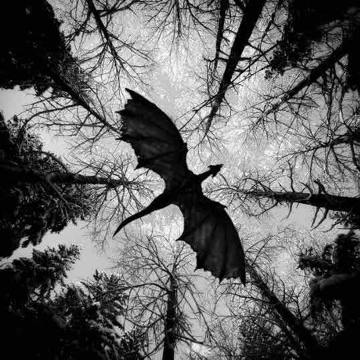 nightowl's profile