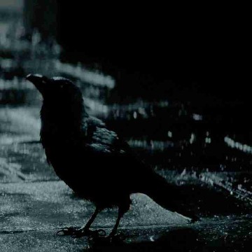 haventheraven's profile