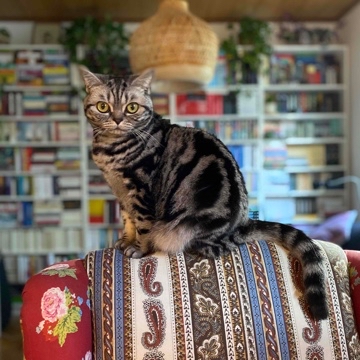 literaturina's profile