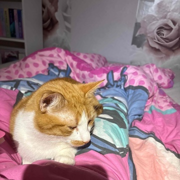 linamaus85's profile