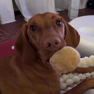 romybook's profile