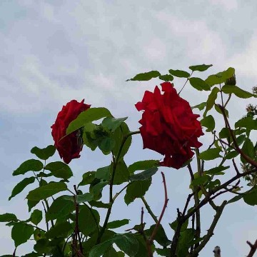 loresreading's profile