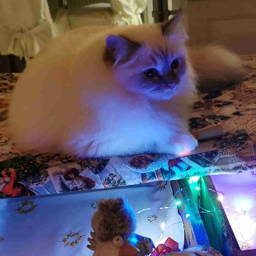 lilali's profile