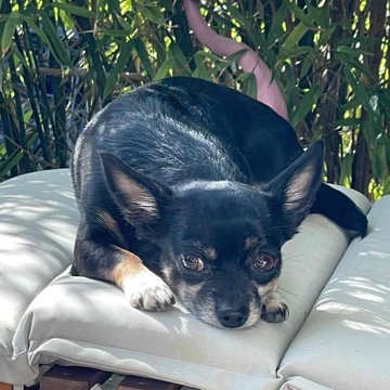 julisocke's profile