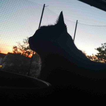 salinchen's profile