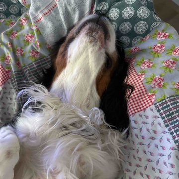 nensyliest's profile