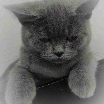 erial's profile
