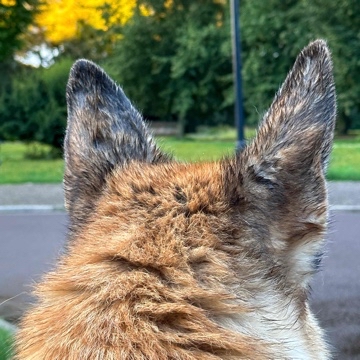 kruemelwi's profile