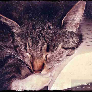 bookaholic_whiskers's profile