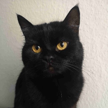 hejonaco's profile