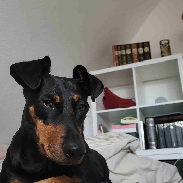 rinchenliest's profile
