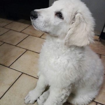 mamaz's profile