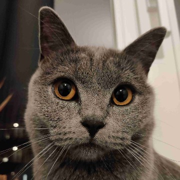rakaethe's profile