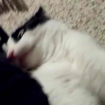 maxitaxi's profile