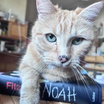 novlovesbooks's profile