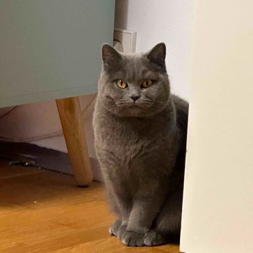 hannaisin's profile