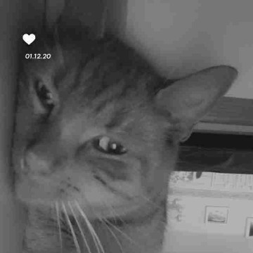 jojomaus's profile