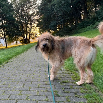 paulineflanz's profile