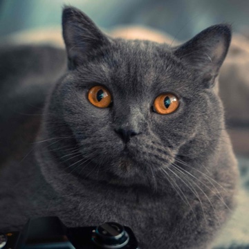 thebookstorys's profile