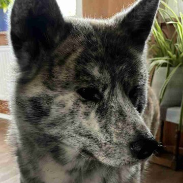 rinsaketo's profile