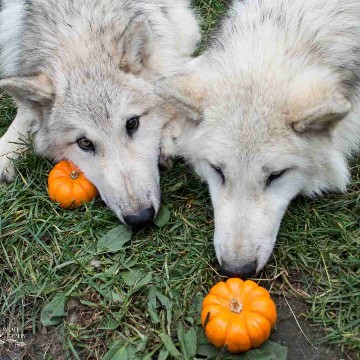 kleinerwolf's profile
