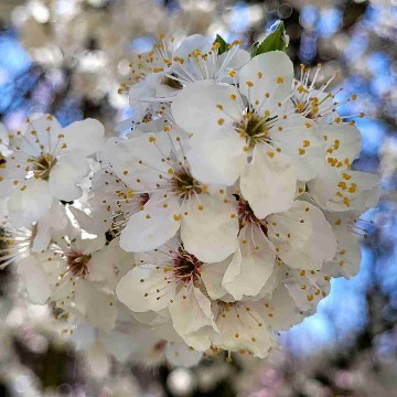 larasbuchwelt