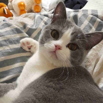 buecherliebe_mit_katzenherz's profile