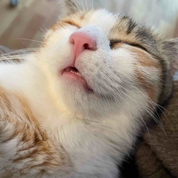 roxi12's profile