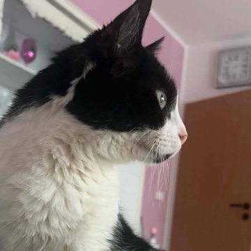 zokame's profile