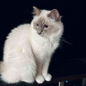 lunaloki's profile